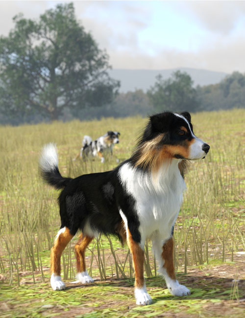 Australian Shepherd for Daz Dog 8