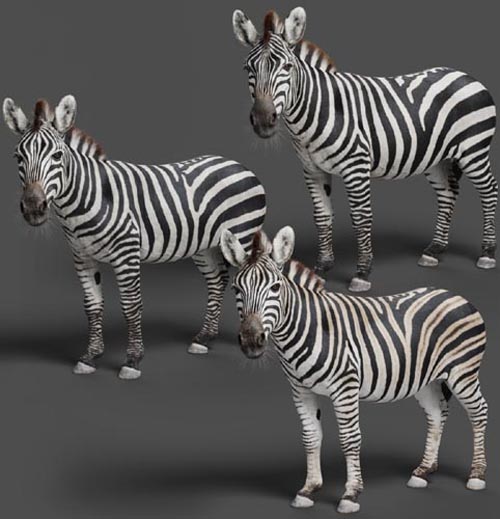 Zebra Animation | Vfx Grace