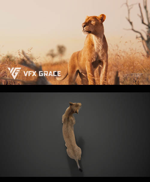 CG Model | Female Lion Animated | VFX Grace