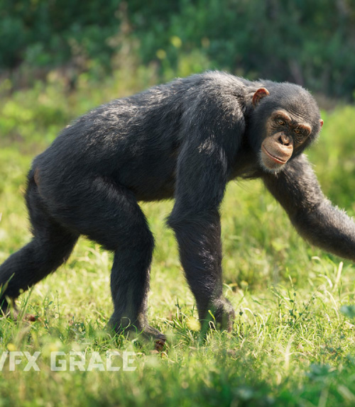 (JU0L506A0) - Chimpanzee Animated | VFX Grace