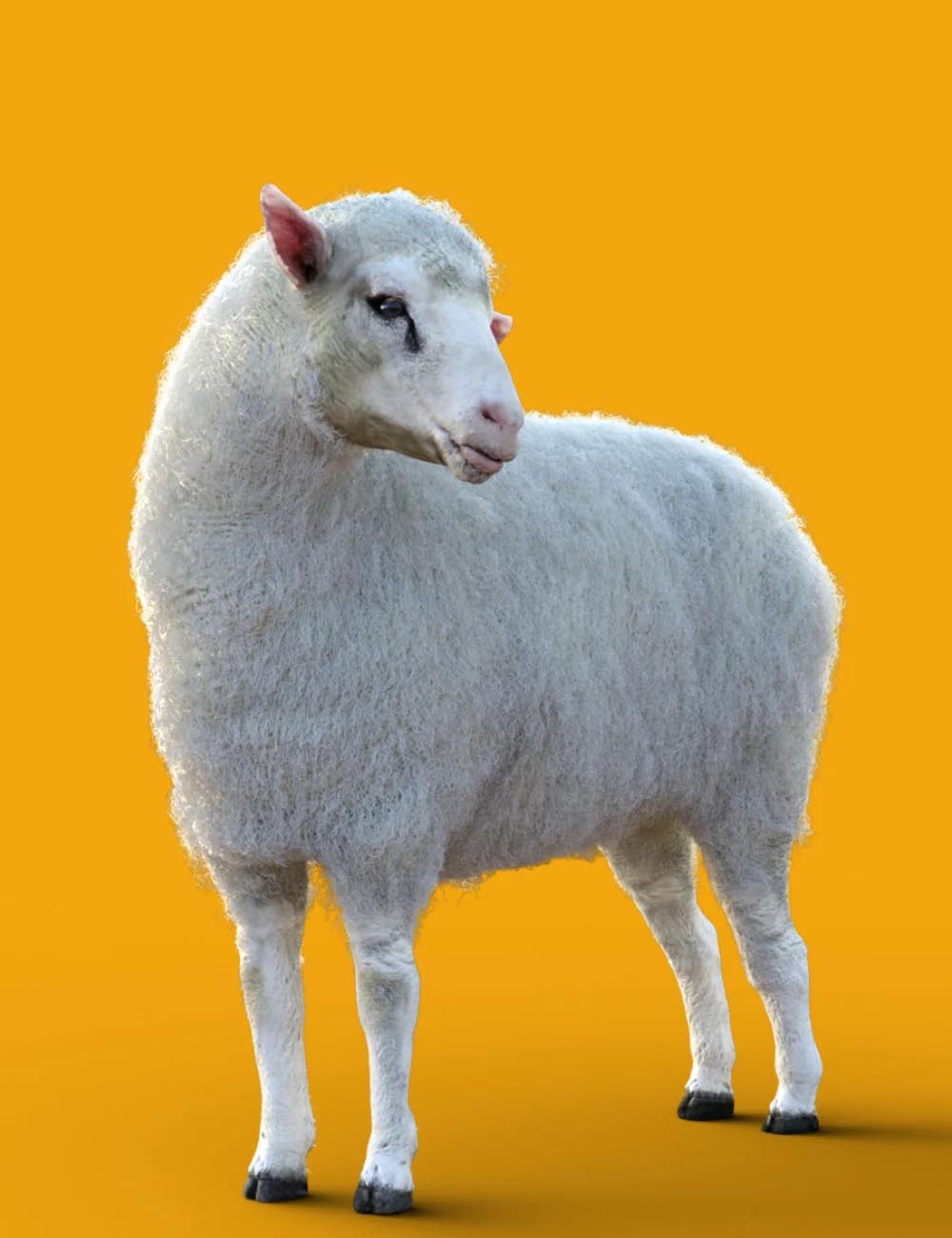 DA Sheep for Daz Horse 3