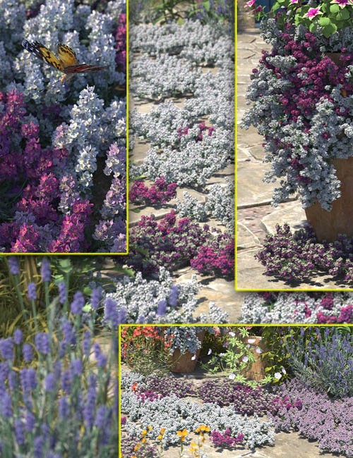 Cottage Garden Flowers - Alyssum