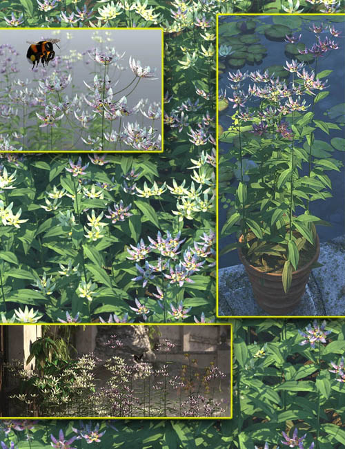 Cottage Garden Flowers - Toad Lily