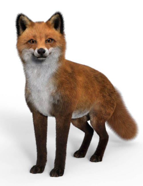 Sixteen Fox Poses