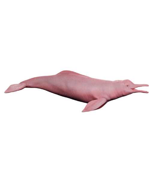 Pink Dolphin / Inia Geoffrensis / Boto Cor De Rosa