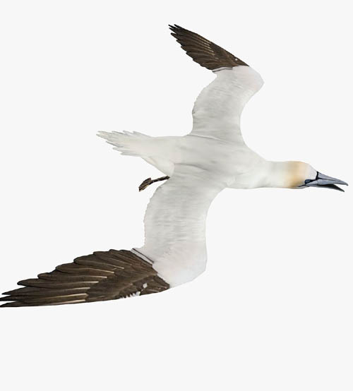 Gannet 3D Model