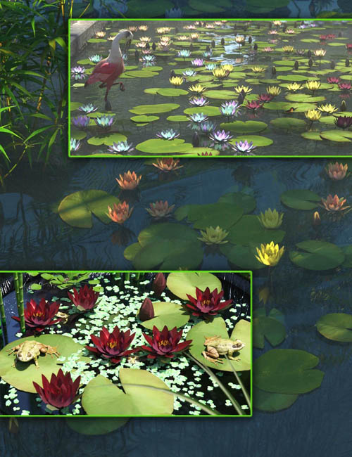 Water Lily
