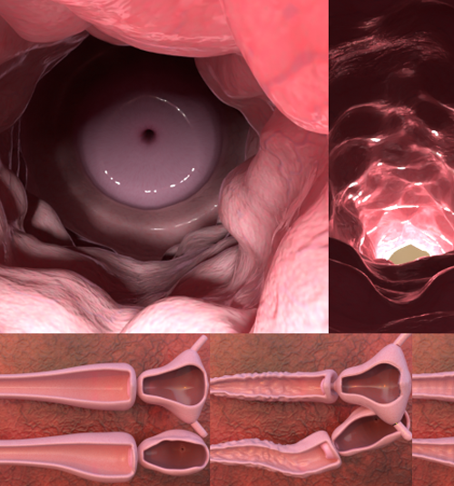 Anatomical Vaginal canal & Uterus , High detail with Morphs