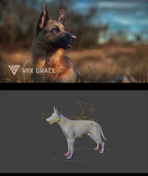 German Shepard Vfx Grace