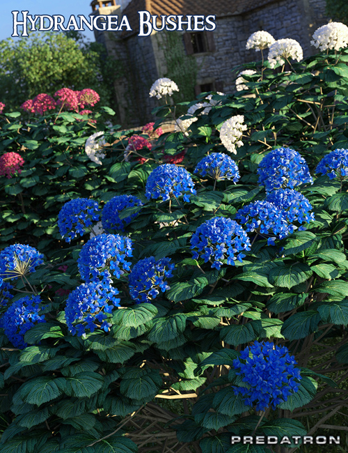 Predatron Hydrangea Bushes