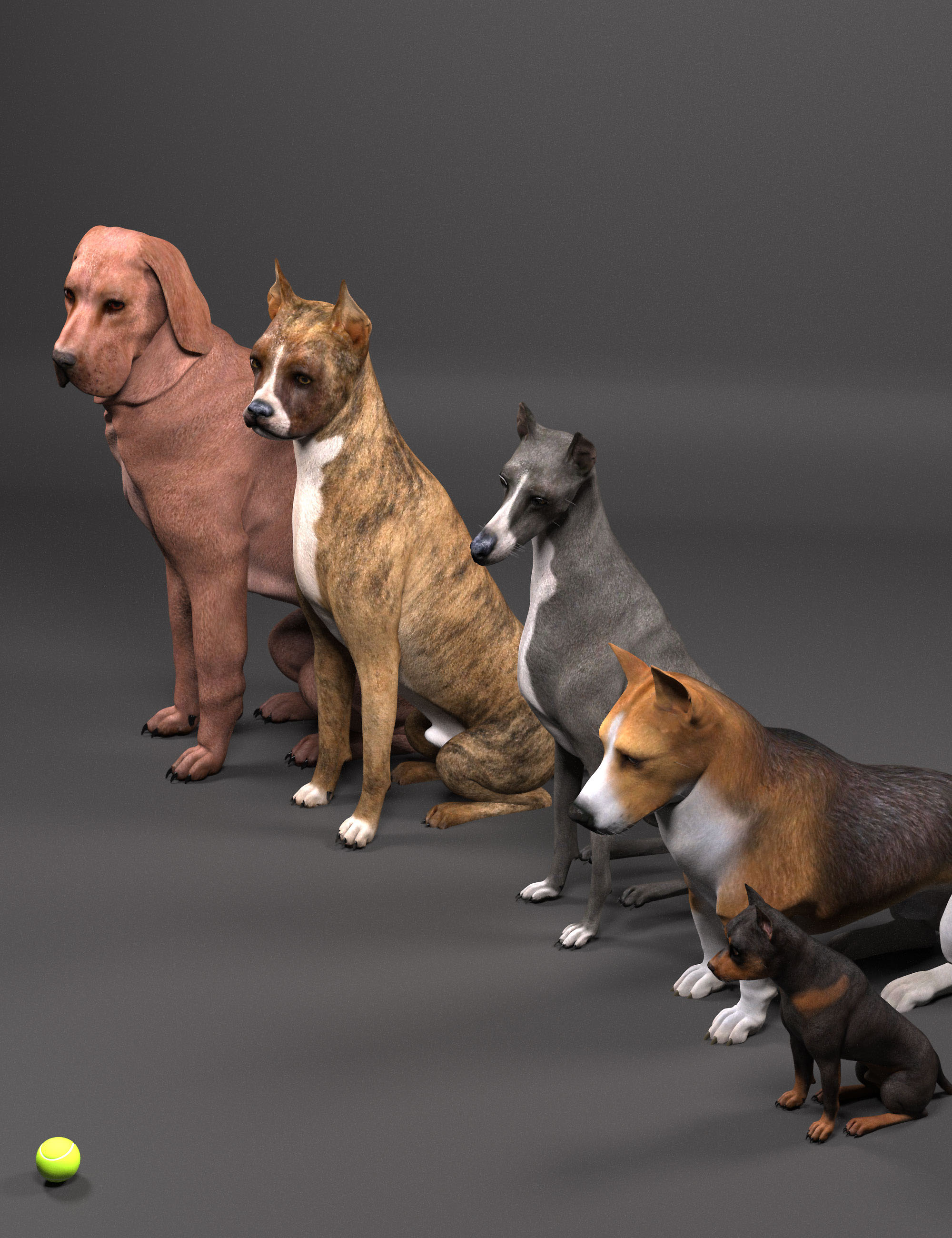 Phenotypes for Dog 8