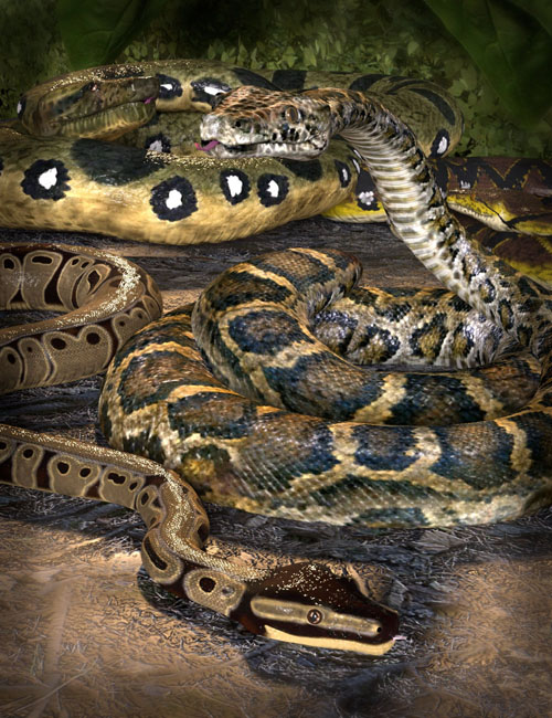 SY The Constrictor 2