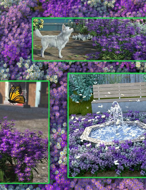 Garden Flowers - New York Asters