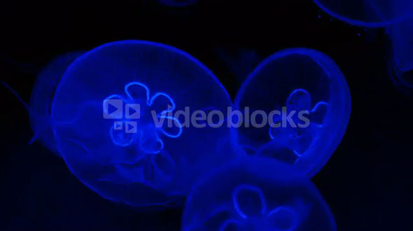 Blue Deep Sea Jellyfish