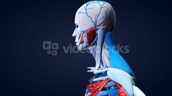 3D Model Human Anatomy Scan Left Side From Bottom Up