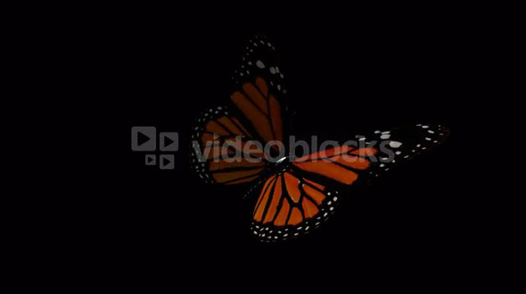 spinning wing butterfly