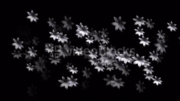 Movement appear white flowers