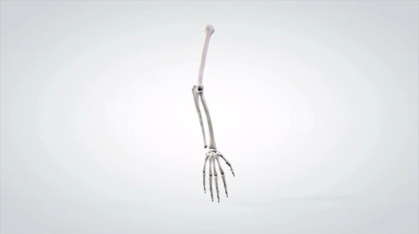 3D Rotating Anatomical Model Human Arm Bones