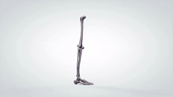 3D Rotating Anatomical Model Human Leg Bones