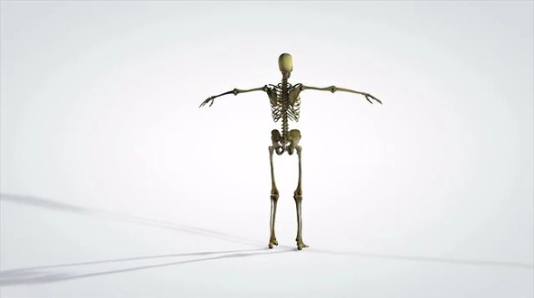 3D Rotating Anatomical Model of Human Skeleton