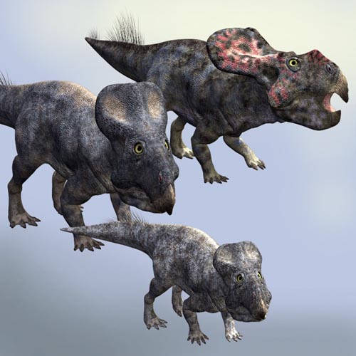 ProtoceratopsDR