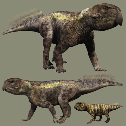 PsittacosaurusDR