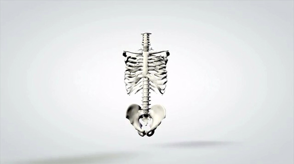 3D Anatomical Model Human Skeleton Pelvis Rib Cage Spine