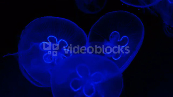 Deep Sea Jellies