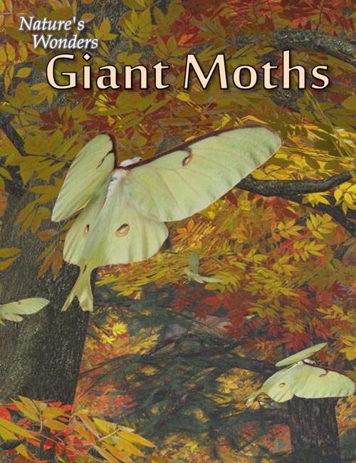 Nature's Wonders Giant Moths