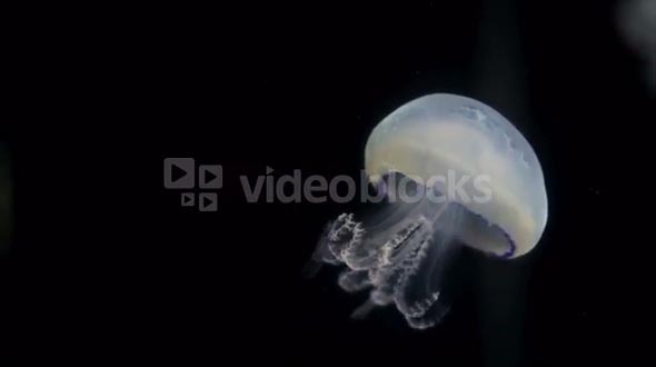 Jellyfish Floating Up