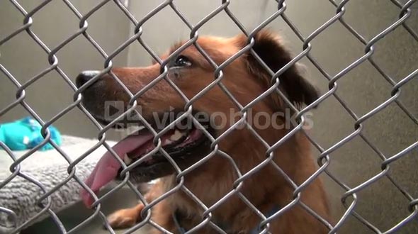 Adorable Dog Sitting in Cage at Animal Shelter