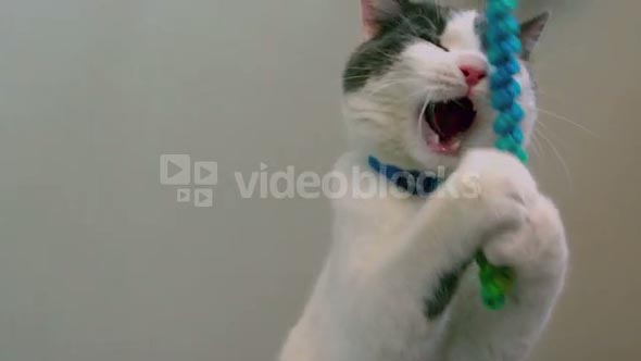 Slow Motion Kitten Playing with Rope Toy 1