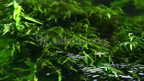  Green Foliage Growing Underwater