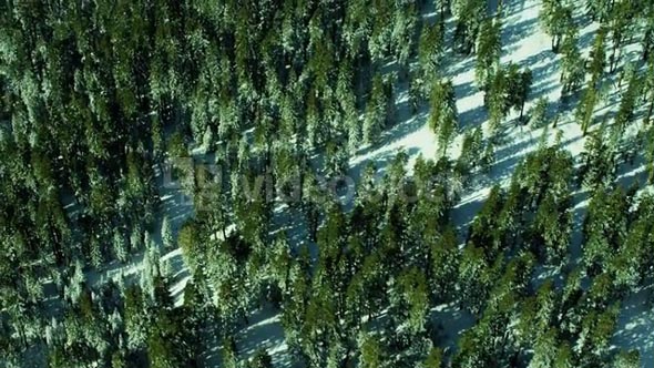 Overhead Evergreen Winter Forest
