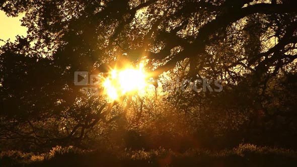Ancient Oak and Setting Sun