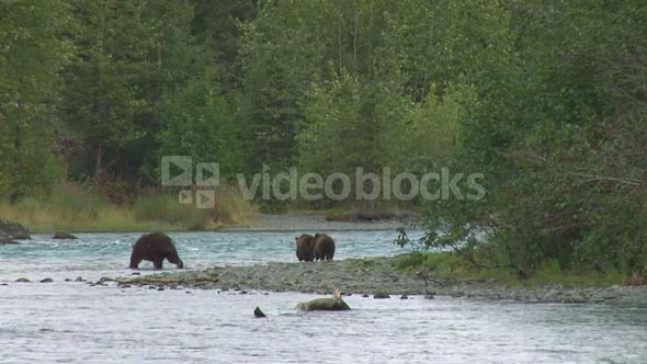 Mother Brown Bear and Cubs on Riverbank