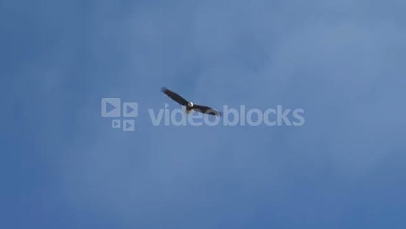 Eagle Soaring in Clear Blue Sky