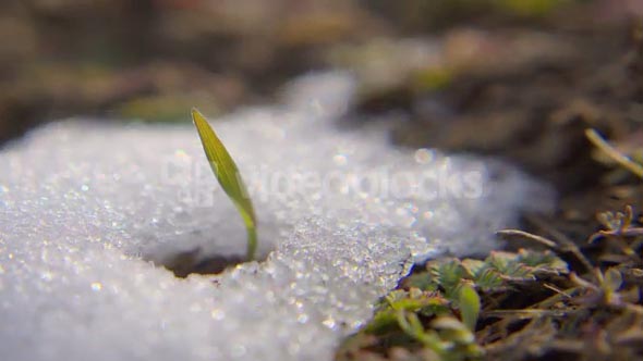 Snow Grass-cropped