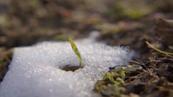 Snow Grass-panning