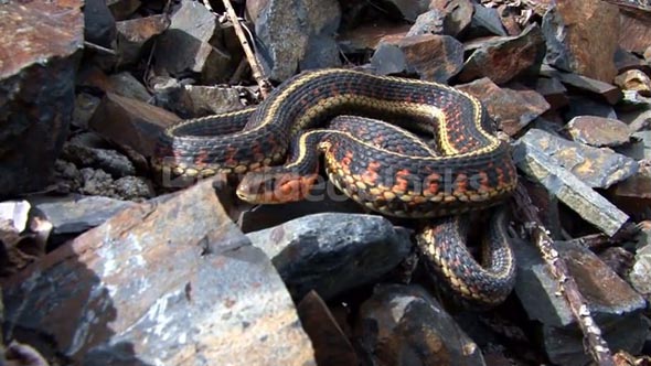 Garter Snake Coiled on Rocks