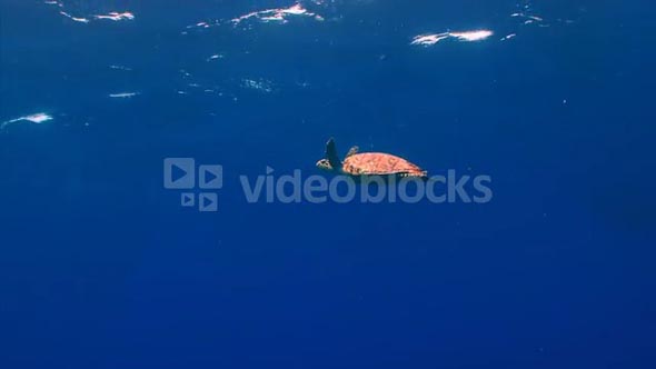 Sea Turtle Swimming in Open Water Near the Surface