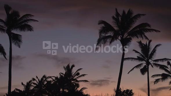 Sunset Behind Palm Trees 2