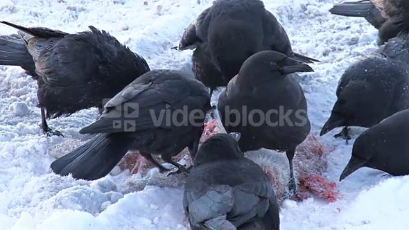 Black Crows Eating Dead Hare in the Snow