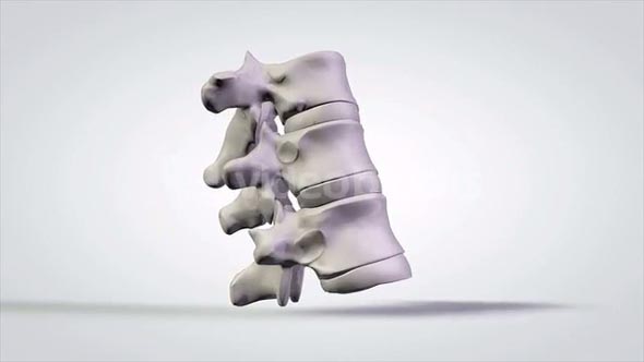 3D Rotating Anatomical Model Human Vertebrae