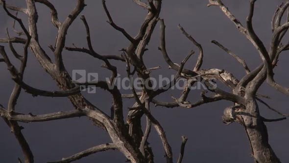 Dead Tree In Death Valley