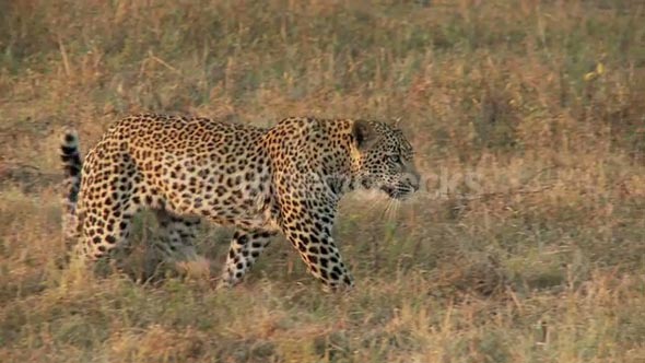 Lurking Leopard