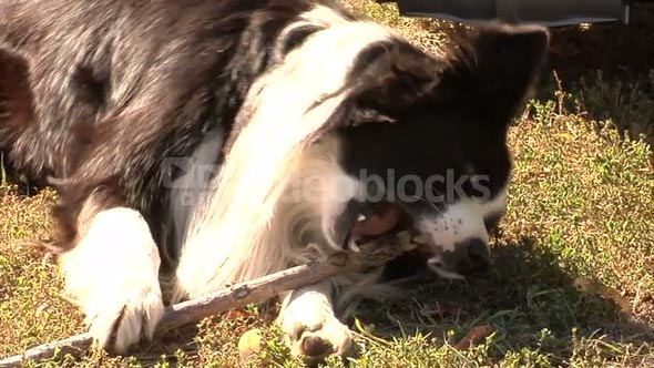 Dog Chews On Stick