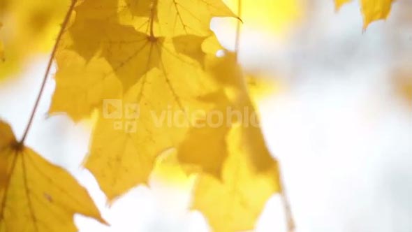 Yellow Leaves Swaying on Tree Branch 3