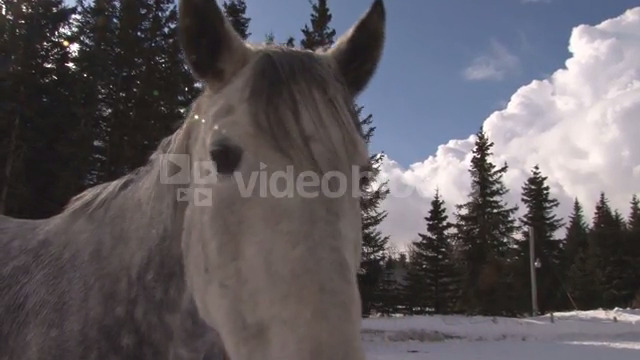 White and Gray Horse Sniffing the Camera