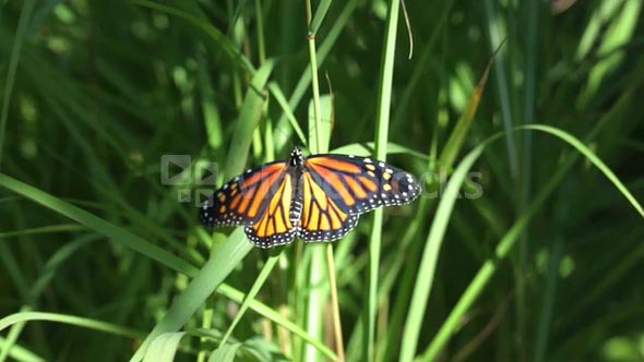 Monarch Butterfly On Grass